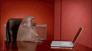 [Monkey Laptop]